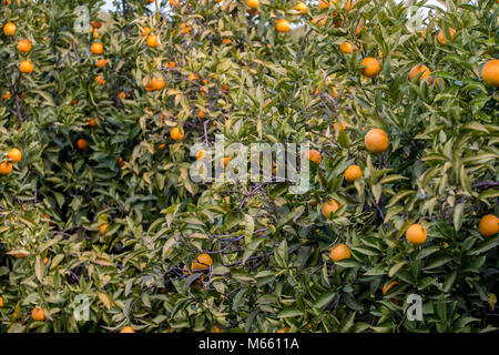 Orange tree orchards filled with fruit in the Algarve, Portugal. Stock Photo