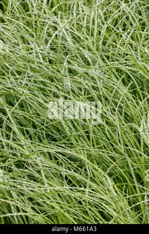 dew covered Lyngby’s sedge (Carex lyngbyei) - Washington, Willapa National Wildlife Refuge Stock Photo