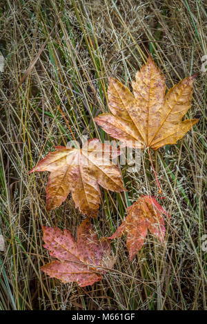 Vine maple leaves fallen on in meadow - Washington, Olympic National Park, Sol Duc River (2x3 aspect) Stock Photo
