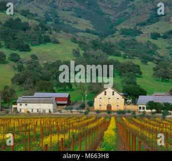 Regusci Vineyards, Wild Mustard, Sinapis arvensis, Napa Valley, California Stock Photo