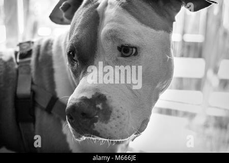 A mixed breed dog (American Staffordshire Pit Bull Terrier and American Pit Bull Terrier) (Canis lupus familiaris) turns to listen, looking sad. Stock Photo