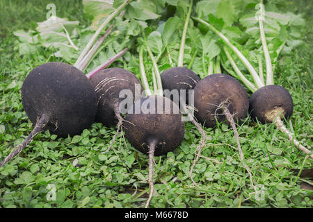 Black radish reaches maturity in October. Valuable root vegetables Stock Photo