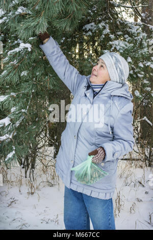 Collecting cones for medicinal purposes in the winter forest Stock Photo