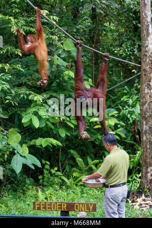 Warden feeding two Orang-utans, mother and child