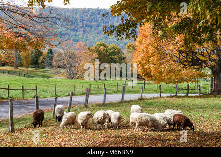 West Virginia Greenbrier County,Lewisburg,sheep,flock,wool,farming,agricultural,livestock,rural lifestyle,country,rustic,nature,natural,scenery,countr Stock Photo