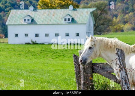 West Virginia Greenbrier County,Lewisburg,white horse,equine,animal,barn,rural,country,countryside,farm,animal,husbandry,WV0410110052 Stock Photo