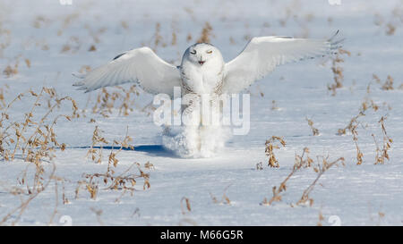 Snowy owl landing in the snow, Montreal, Quebec, Canada Stock Photo