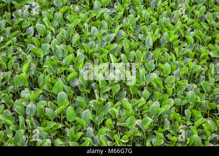 Close-up of Water Hyacinth plants Stock Photo