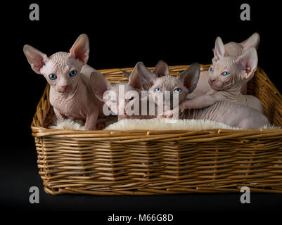 Six sphynx kittens in a cat bed Stock Photo