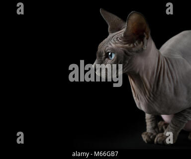 side view of a hairless sphynx cat looking up smelling something in ...