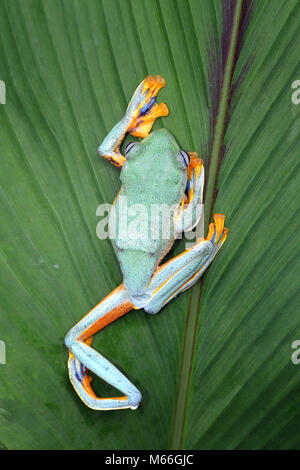 Javan Tree frog on a leaf, Indonesia Stock Photo