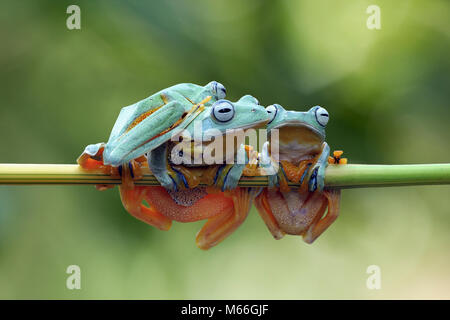 Three Javan tree frogs (Rhacophorus reinwardtii) on a branch, Indonesia Stock Photo