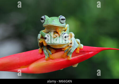 Two Javan tree frogs sitting on top of each other, Indonesia Stock Photo