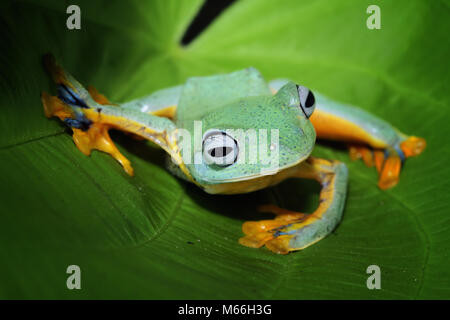Javan tree frog on a leaf, Indonesia Stock Photo