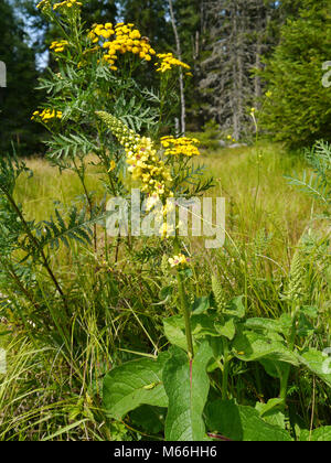 black mullein, Verbascum nigrum Stock Photo