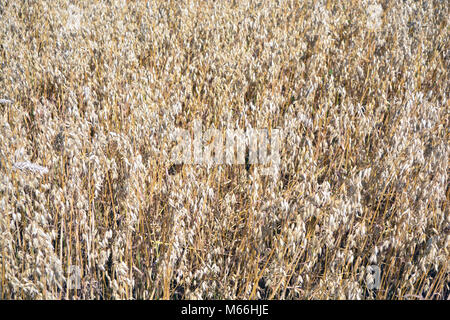 Ripe golden oat corn crop field in summer end Stock Photo