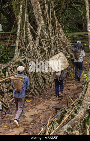 Meghalaya, India - May 15, 2017: Khasi people from the Riwai village crossing Living roots bridge in Meghalaya state, India. This bridge is formed by  Stock Photo