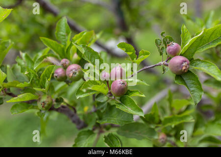 Young small apples on the tree close up Stock Photo