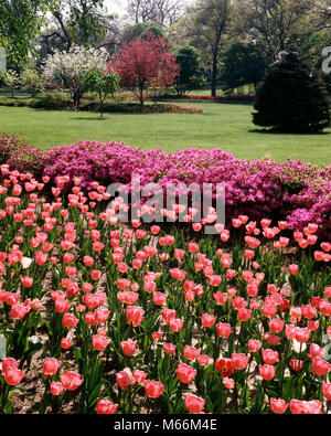 SPRING TULIPS AND AZALEAS IN GARDEN - kg11319 HAM001 HARS SHRUB Stock Photo