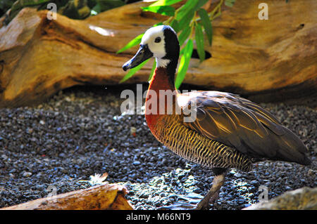 White Faced Whistling Dusk at Baltimore Zoo Stock Photo
