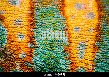 Close up of Four-horned Chameleon skin background, Chamaeleo quadricornis Stock Photo