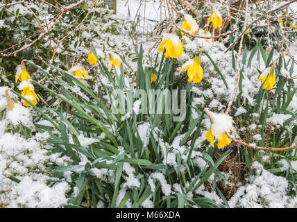 Less than healthy looking Daffodils in Winter covered in snow on a very cold day in the UK. Flowers after Winter snowfall. Stock Photo