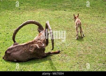 Young and old goat on green grass. Stock Photo
