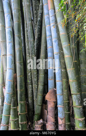 Bamboo stems at the National Kandawgyi Gardens, Pyin Oo Lwin, Myanmar Stock Photo