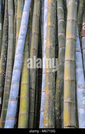 Bamboo stems at the National Kandawgyi Gardens, Pyin Oo Lwin, Myanmar Stock Photo