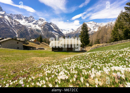 Crocus during spring blooming, Alpe Braccia, Malenco Valley, province of Sondrio, Valtellina, Lombardy, Italy Stock Photo