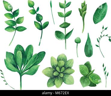 Watercolor green leaf. Nature vector clip art. Summer greenery clipart bundle Stock Vector