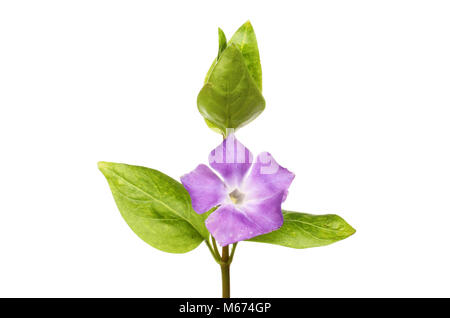 Vinca major, periwinkle, flower and foliage isolated against white Stock Photo
