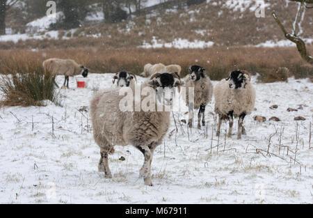 Chipping, Lancashire. 1st Mar, 2018. UK Weather: Swaledale ewes in the snow, Chipping, Lancashire. Credit: John Eveson/Alamy Live News Stock Photo