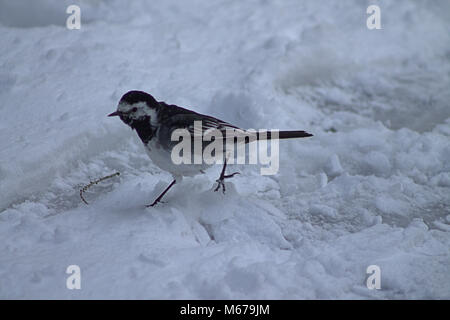 Castletownshend, West Cork, Ireland. 1st March, 2018. Pied Wag tail. (Motacilla alba). Small birds struggle to find enough food in the deep snow. aphperspective/Alamy Live News Stock Photo