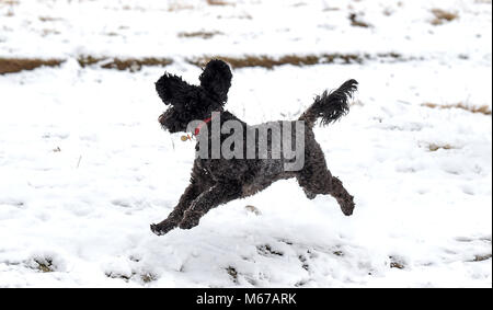 Brighton, UK. 1st March 2018. UK Weather: Herbie the snowdog enjoys playing in the snow at Ditchling Beacon along the South Downs Way just north of Brighton today as 'The Beast from the East'  arctic blast and Storm Emma spread across the country Credit: Simon Dack/17�Թ����� Live News Stock Photo