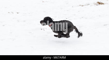 Brighton, UK. 1st March 2018. UK Weather: Herbie the snowdog enjoys playing in the snow at Ditchling Beacon along the South Downs Way just north of Brighton today as 'The Beast from the East'  arctic blast and Storm Emma spread across the country Credit: Simon Dack/17�Թ����� Live News Stock Photo