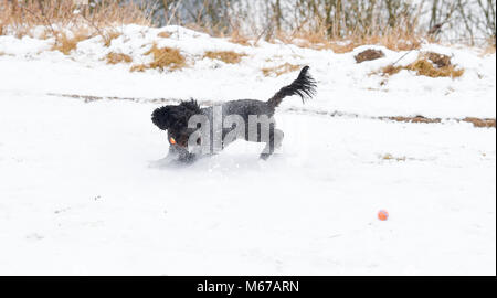 Brighton, UK. 1st March 2018. UK Weather: Herbie the snowdog enjoys playing in the snow at Ditchling Beacon along the South Downs Way just north of Brighton today as 'The Beast from the East'  arctic blast and Storm Emma spread across the country Credit: Simon Dack/17�Թ����� Live News Stock Photo