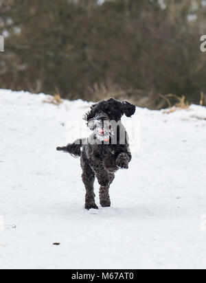 Brighton, UK. 1st March 2018. UK Weather: Herbie the snowdog enjoys playing in the snow at Ditchling Beacon along the South Downs Way just north of Brighton today as 'The Beast from the East'  arctic blast and Storm Emma spread across the country Credit: Simon Dack/17�Թ����� Live News Stock Photo