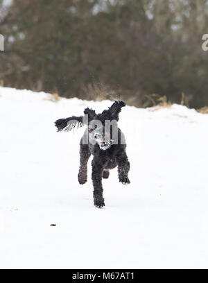 Brighton, UK. 1st March 2018. UK Weather: Herbie the snowdog enjoys playing in the snow at Ditchling Beacon along the South Downs Way just north of Brighton today as 'The Beast from the East'  arctic blast and Storm Emma spread across the country Credit: Simon Dack/17�Թ����� Live News Stock Photo