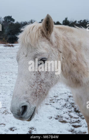 New Forest. 1st Mar, 2018. UK Weather: First day of spring in the New Forest Hampshire with snow from the beast from the east. Credit: © Paul Chambers / Alamy Stock Photo/Alamy Live News Stock Photo