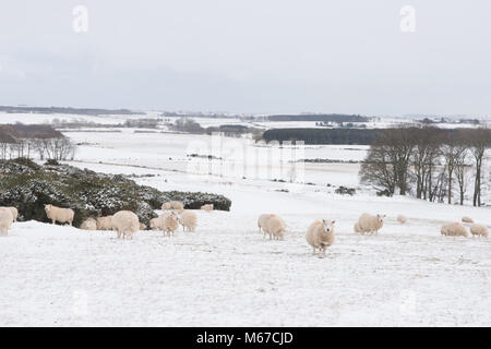 Aberdeenshire. 1st Mar, 2018. UK Weather: Sheep in snow covered fields near Oldmeldrum Aberdeenshire Scotland 1/3/2018 Credit Paul Glendell Credit: Paul Glendell/Alamy Live News Stock Photo
