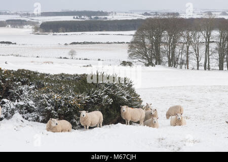 Aberdeenshire. 1st Mar, 2018. UK Weather: Sheep in snow covered fields near Oldmeldrum Aberdeenshire Scotland 1/3/2018 Credit Paul Glendell Credit: Paul Glendell/Alamy Live News Stock Photo