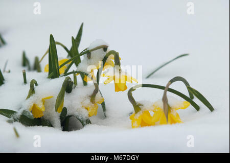 Exeter, Devon, UK. 1st March2018. The Beast from the East meets Storm Emma in Exeter as a red weather warning is issued. Daffodils struggle on St David's Day. Credit: Theo Moye/Alamy Live News Stock Photo