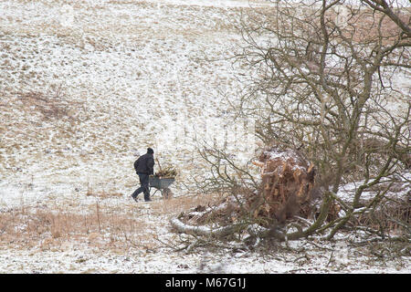Kidderminster, UK. 1st March, 2018. UK weather: extreme temperatures cause for extreme measures to be taken as this man demonstrates! He is busy, out on his land, collecting emergency log supplies from any storm-felled trees he is able to find. A bountiful barrowful will certainly feed his hungry log burner tonight as temperatures are set to plummet to around -8 degrees Celsius. Credit: Lee Hudson/Alamy Live News Stock Photo