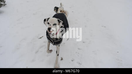 Southampton, UK. 1st March, 2018. Thursday 1st March 2018 UKsnow West Wellow Southampton England. The owner of this Dalmatian had the sense to dress it in a black coat to keep it warm but also helped it to been seen otherwise  it would have been almost invisible against the snow as it enjoyed running around with his doggy pals in the New Forest. Credit: PBWPIX/Alamy Live News Stock Photo