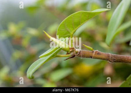 Petiolate fig, Klippfikus (Ficus petiolaris) Stock Photo