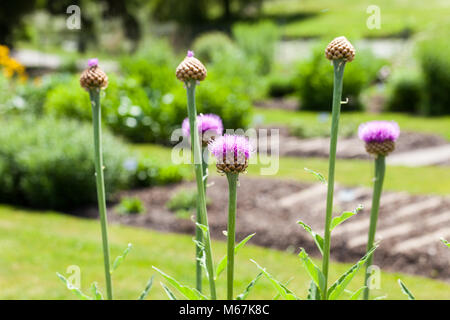 Giant Scabiosa, Rabarberklint (Rhaponticum scariosum) Stock Photo