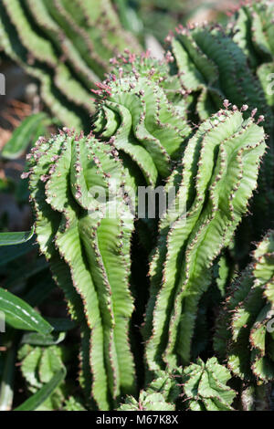 African Milk Barrel, Spikeuforbia (Euphorbia horrida) Stock Photo