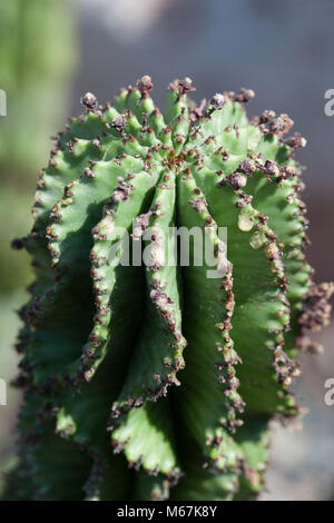 African Milk Barrel, Spikeuforbia (Euphorbia horrida) Stock Photo