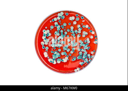 isolated petri dish with mold colonies Stock Photo